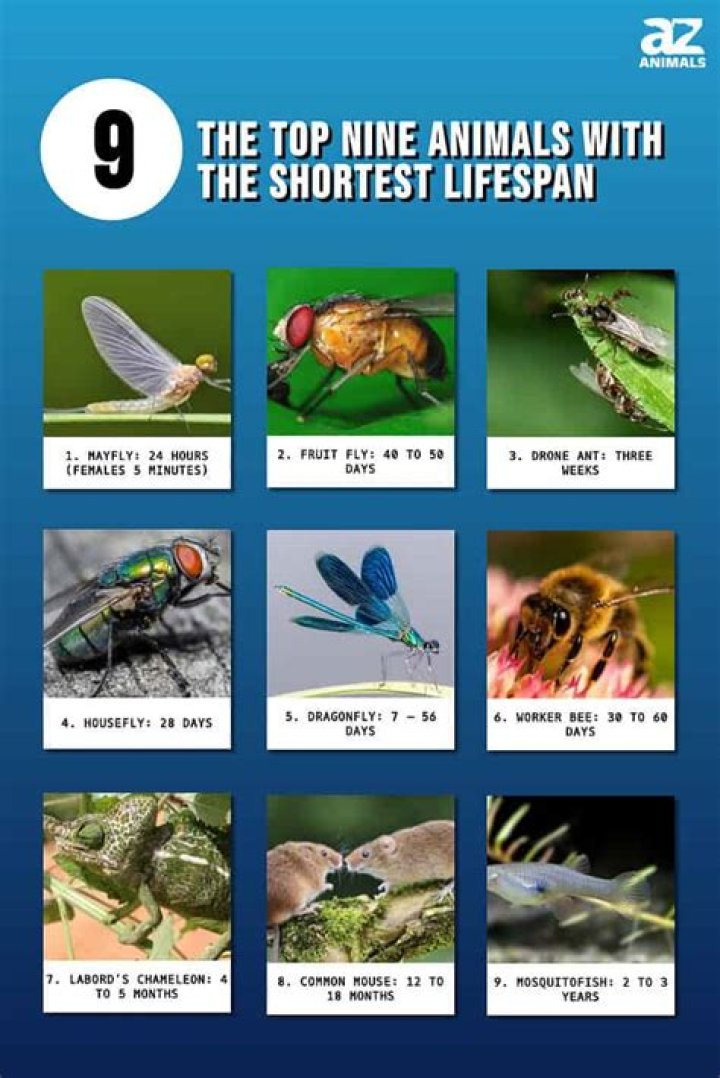 What is the lifespan of a lobster?