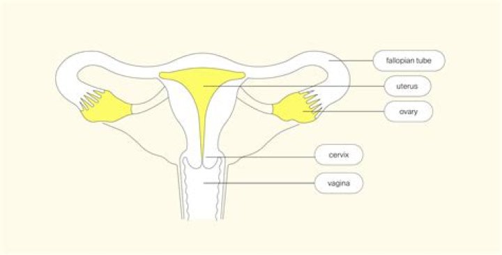 What is the main female reproductive organ?