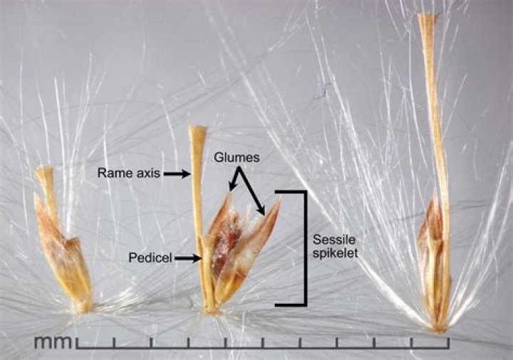 What is the mean of sugarcane?
