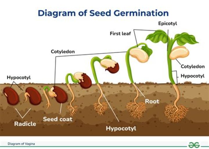 What is the name for the growth of a plant embryo from a seed?