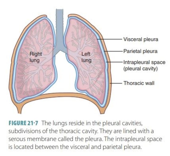 What is the outer membrane that covers the lungs?