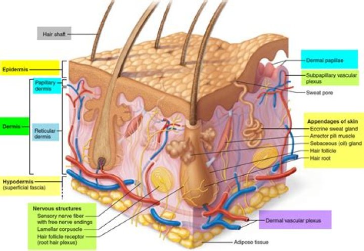 What is the papillary system?