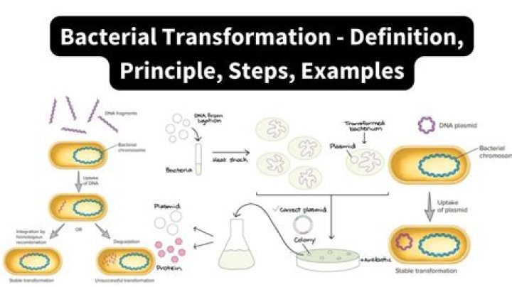 What is the purpose of transformation in biology?