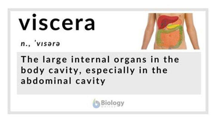 What is Viscera in human body?