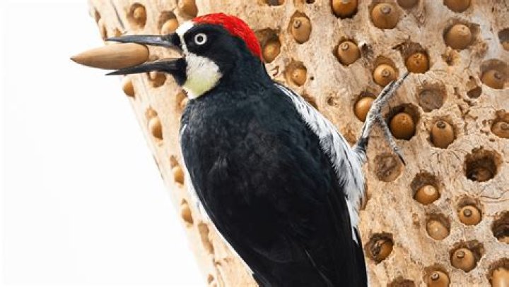 What kills a woodpecker?