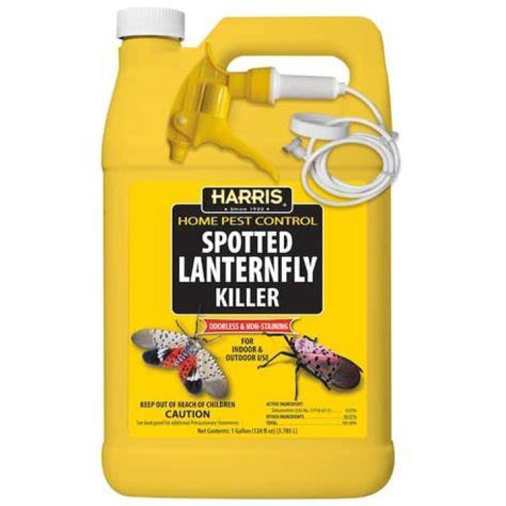 What kills spotted Lantern flies?