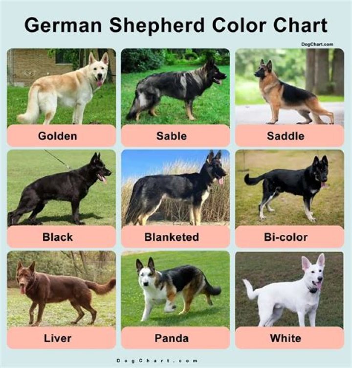 What kind of brush is best for a German shepherd?