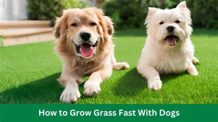 What kind of grass stands up to dogs?