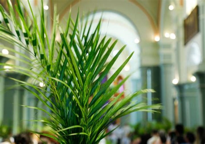 What kind of palms are used on Palm Sunday?