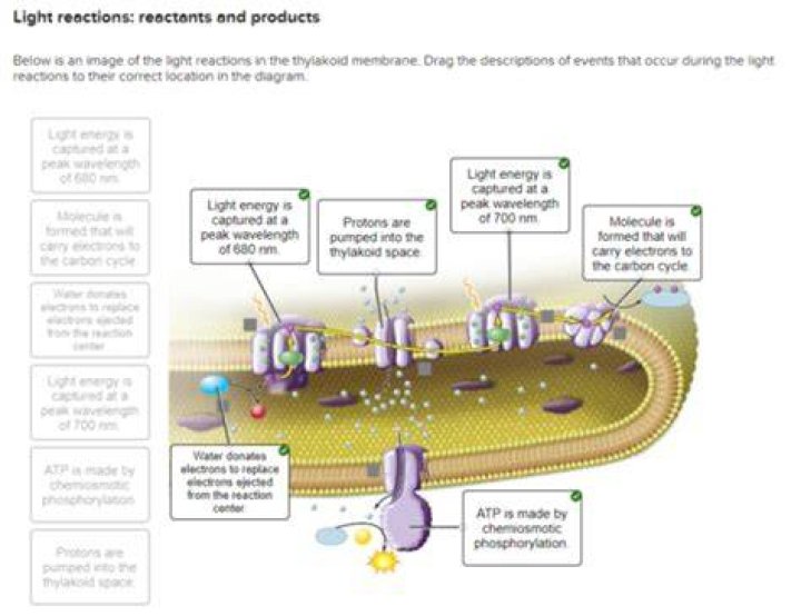 What organisms category is capable of photosynthesis quizlet?