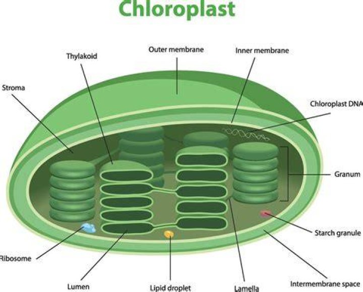 What other organelles does the chloroplast work with?
