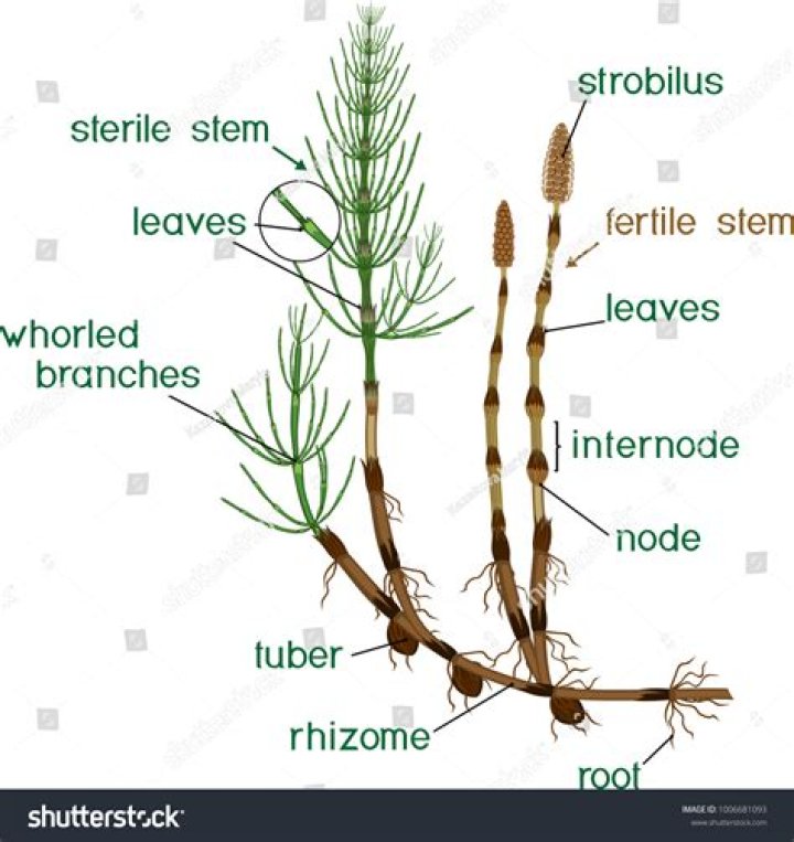 What phylum is horsetail in?