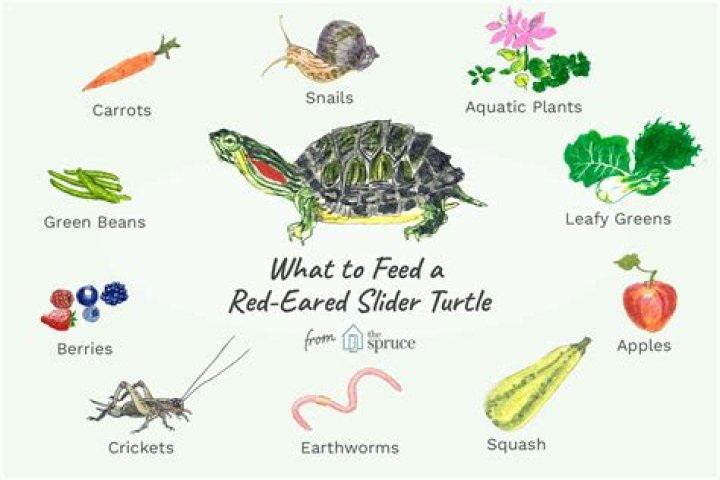 What plants do red eared sliders eat?
