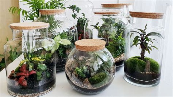 What plants grow well in terrariums?