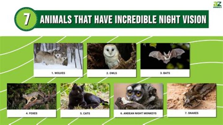 What primate has the best night vision?