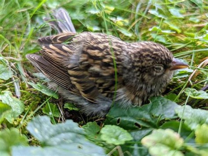 What should I do if I find an injured bird?