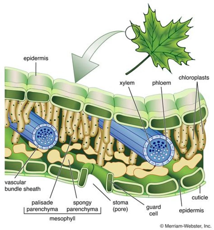 What tissues does a leaf vein contain?