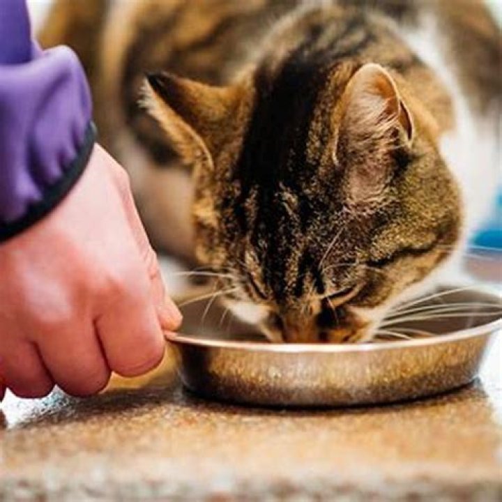 What to feed cat after vomiting?