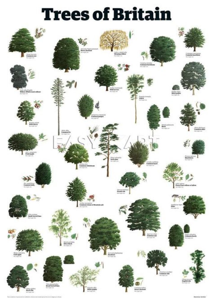 What trees are in the UK?