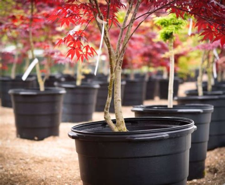 What trees can grow in pots?