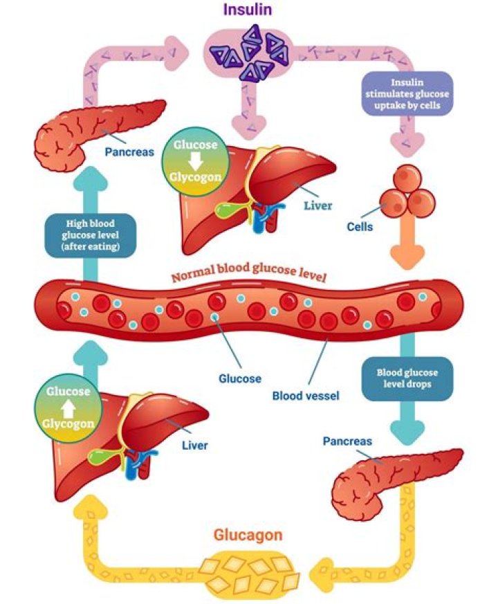 What triggers glucagon? | ContextResponse.com