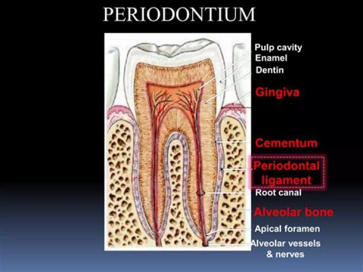 What type of connective tissue is present in the periodontal ligament?
