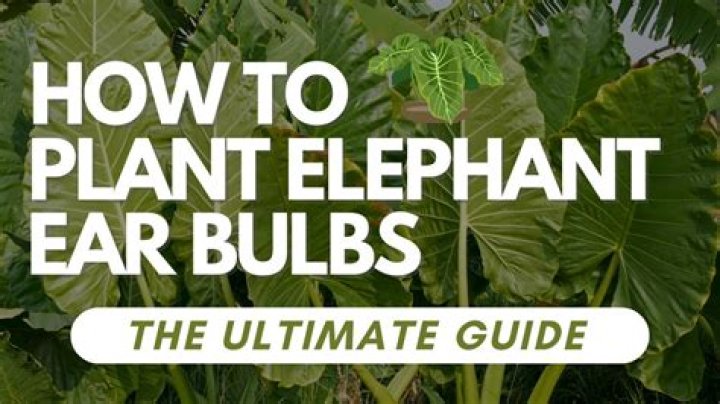 What type of plant is an elephant ear?