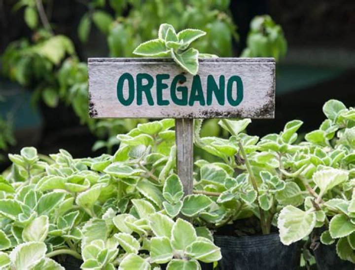What type of plant is oregano?