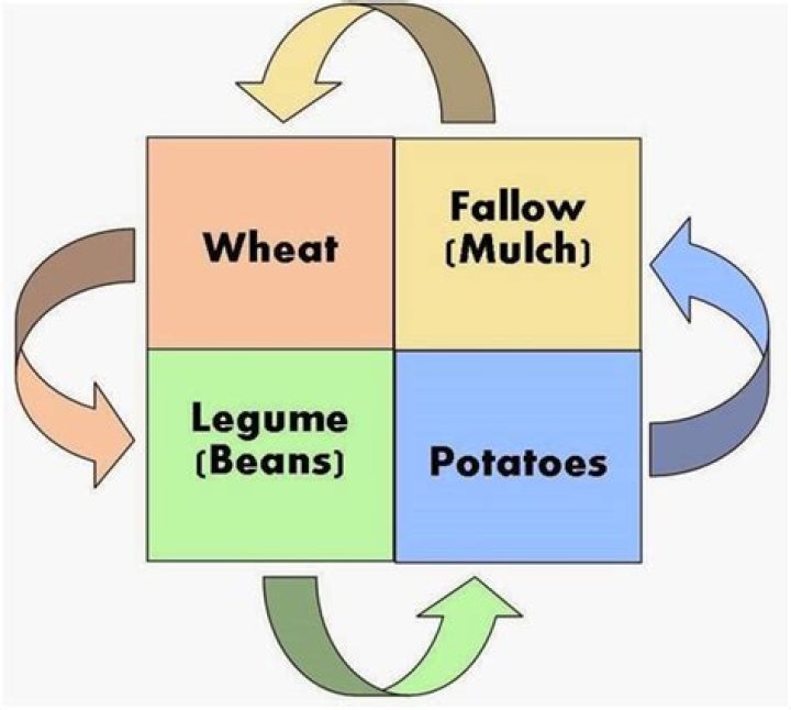 What was the Dutch four crop rotation system?