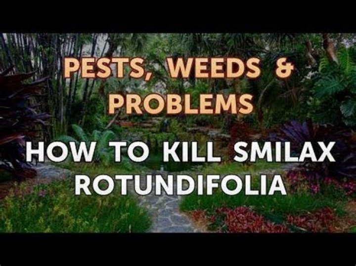 What will kill Smilax? | ContextResponse.com