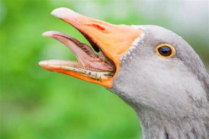 What would happen if birds did not have a beak?