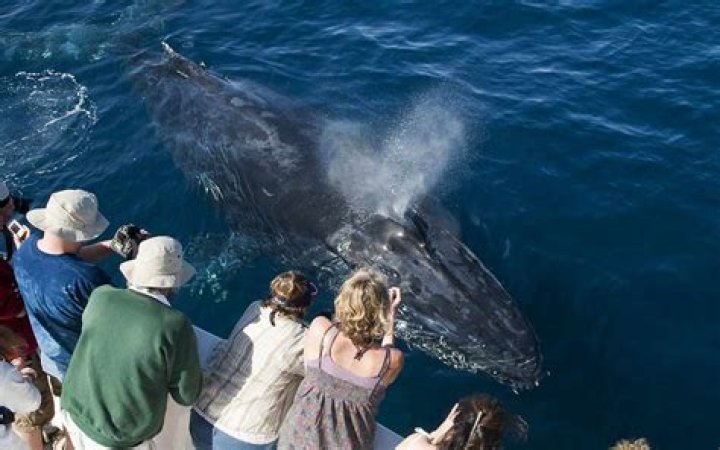 When can you see whales in California?
