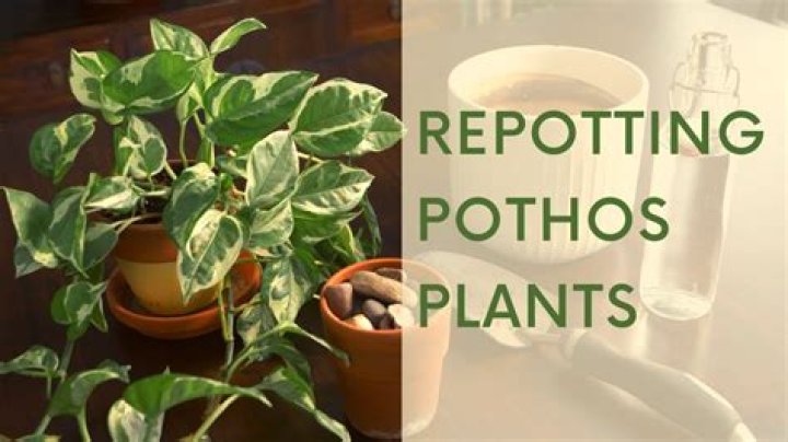 When should I repot satin pothos?