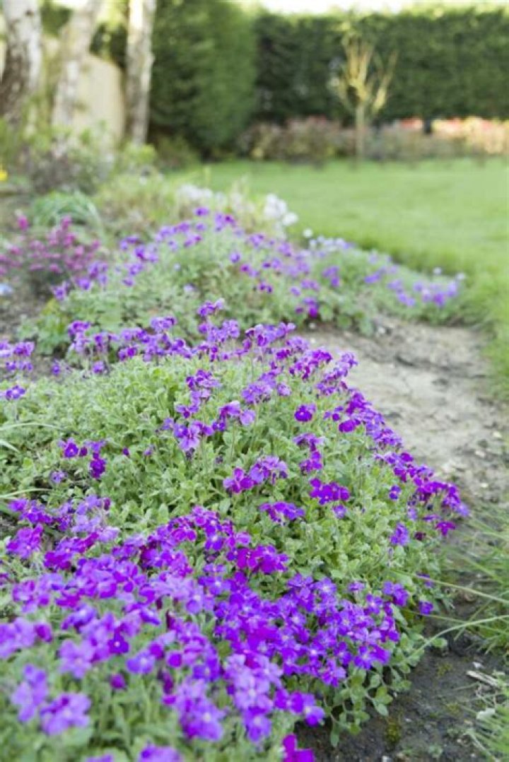 When should you plant aubrieta?