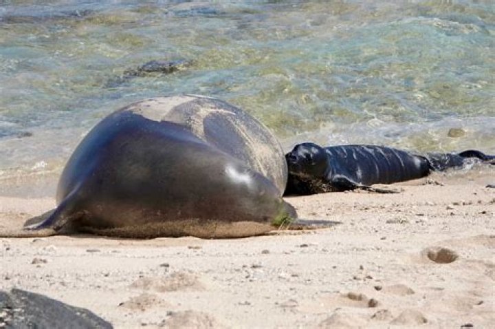 Where can I see a Hawaiian monk seal?