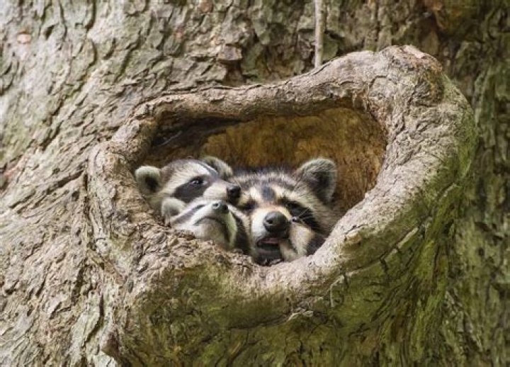 Where do raccoons keep their babies?