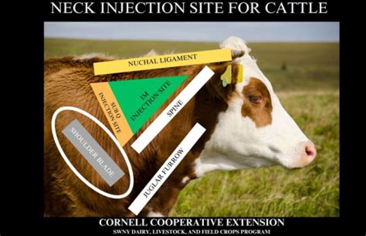 Where do you inject a horse?