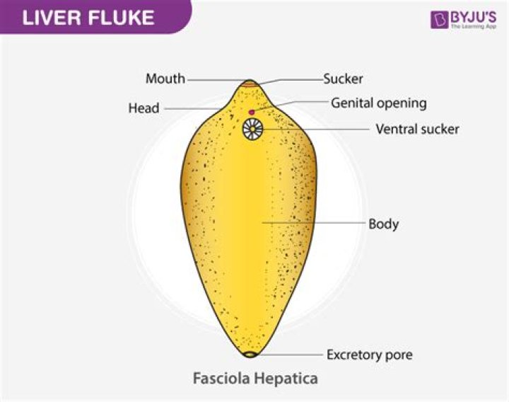 Where is Fasciola hepatica found?