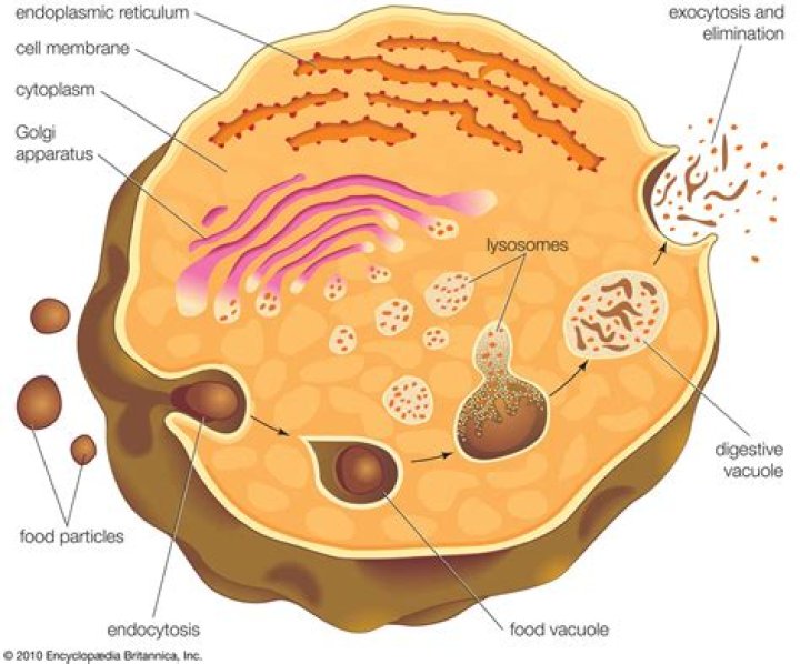 Where is the vacuole found?