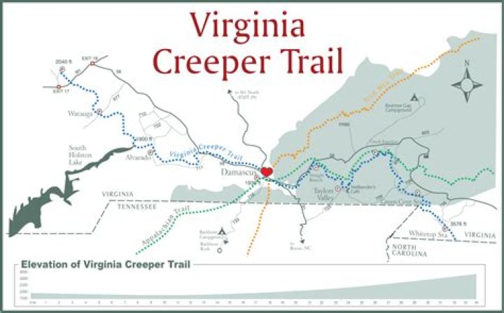 Where is Virginia creeper found?