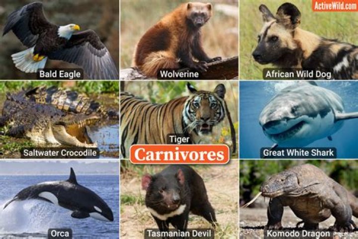 Which birds are carnivores?