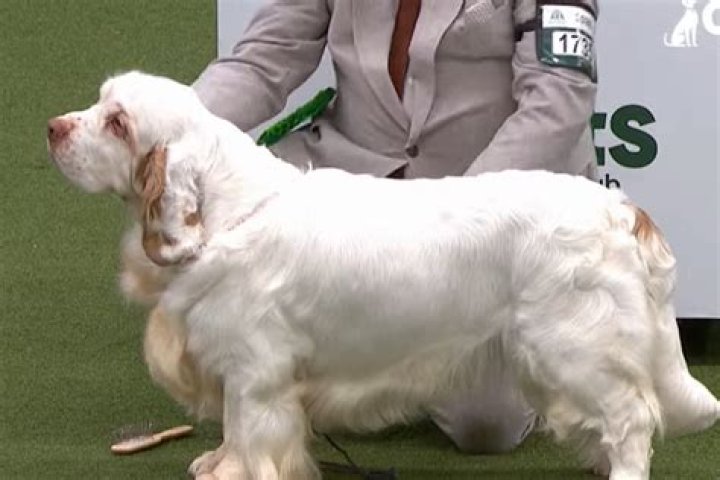 Which breed has won Crufts the most?