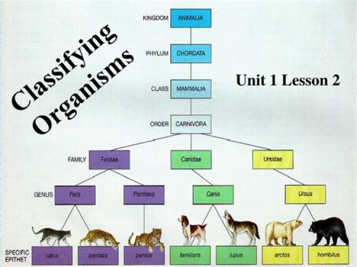 Which is used to classify and name an organism?