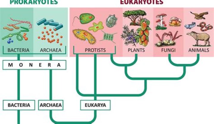 Which kingdom is eukaryotic multicellular and heterotrophic?