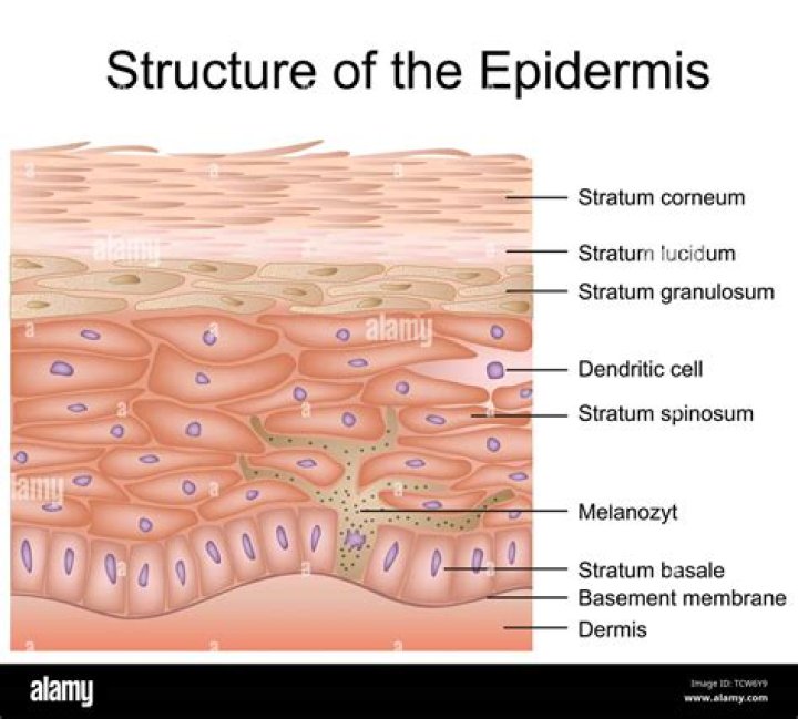 Which layer of the epidermis contains Keratohyalin?