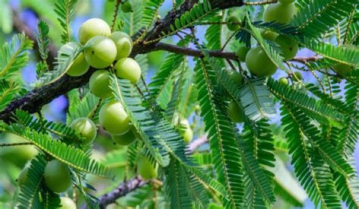 Which part of Amla is used?