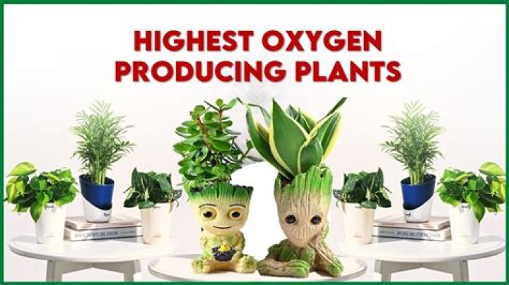 Which plant gives off the most oxygen?