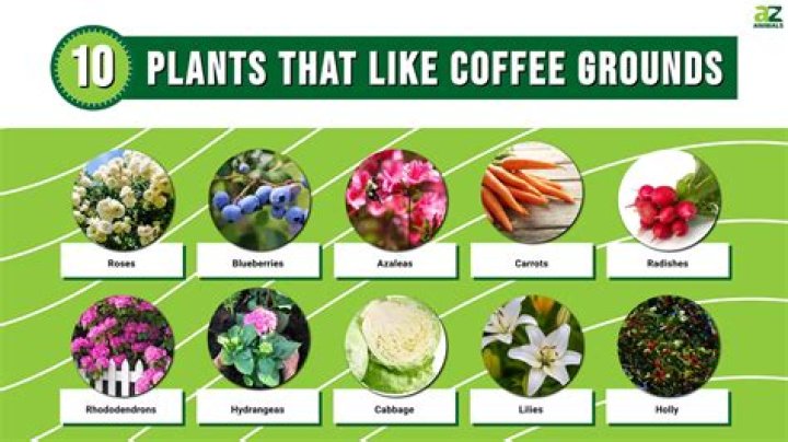 Which plants benefit from coffee grounds?