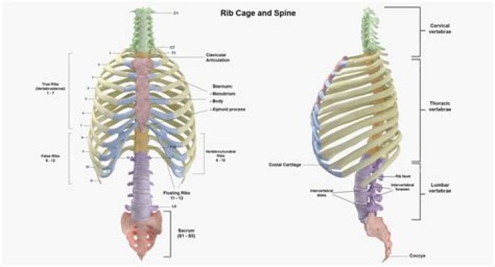 Which vertebrae connect to the ribs?
