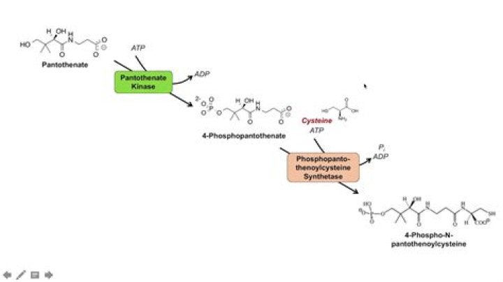 Which vitamin is coenzyme A?